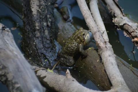 Frog on a log Stock Photos