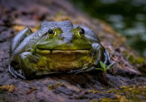 Frog on a log Stock Photos