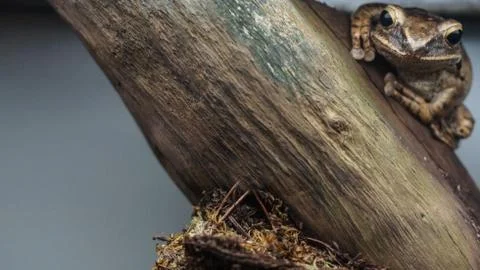 Frog on a log watching out Stock Photos