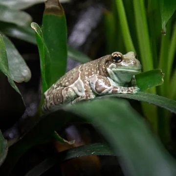 Frog on Long Leaf Foto stock