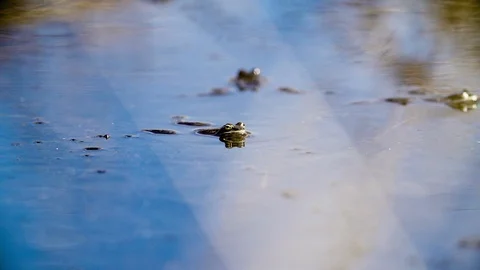 Frog look at gerris in slowmotion Video stock 87770443
