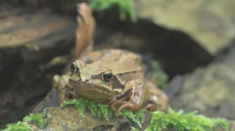 Frog Looking Right Into The Camera Stock Footage 36838348