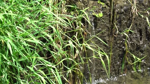 Frog is looking for shelter. Stock Footage 314895559