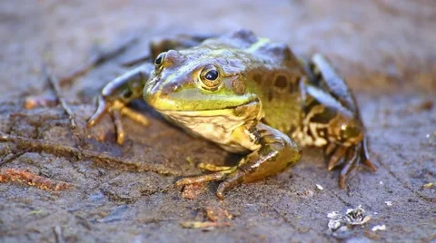 The frog looks sitting on the sand. Stock Footage 50417875