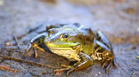 The frog looks sitting on the sand. Stock Footage 50417878