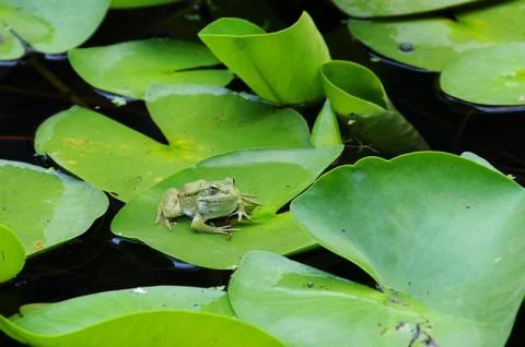 Frog on the Lotus Leaf Foto stock