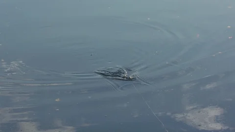 Frog lure being dragged through the water creating ripples in slow motion. Stock Footage 90796575