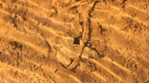 The frog lurks at the bottom of a shallow puddle Stock Footage 221397537