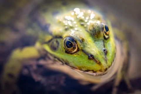 Frog macro Stock Photos