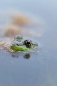 Frog macro Stock Photos