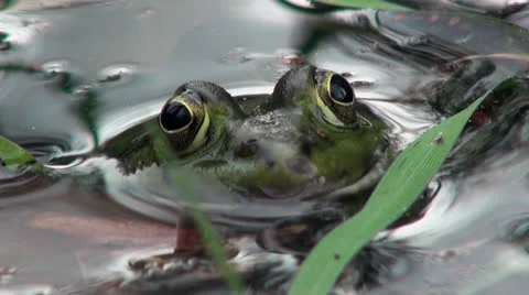 Frog macro on the water Video stock 23323783