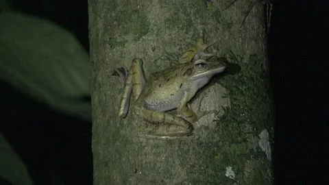 Frog, Malaysia Video stock 224400641