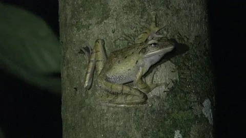 Frog, Malaysia Video stock 224400652