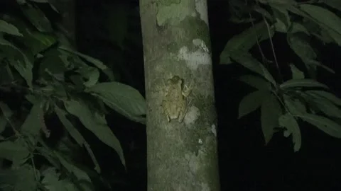 Frog, Malaysia Video stock 224400746