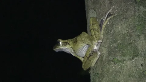 Frog, Malaysia Stock Footage 224400904