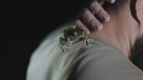 Frog on a man's back Video stock 127474831