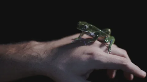 Frog in a man's hand at night 스톡 동영상 127481588