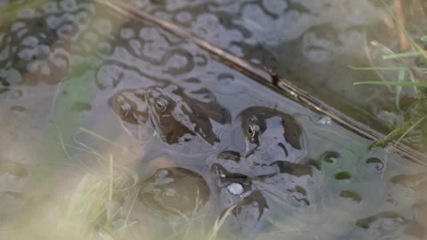 Frog mating behaviour in natural pond habitat during spring in Wales UK Video stock 326226983