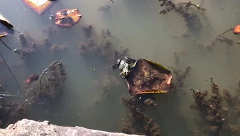 Frog Mating Call With Inflated Vocal Sac Stock Footage 328470102