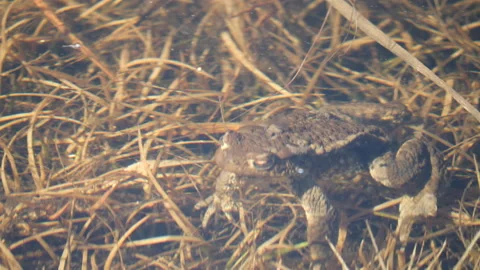 Frog Mating in Lake, Spring Sign, Frog Concept Stock Footage 197771118