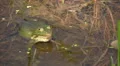 Frog in mating season HD Footage