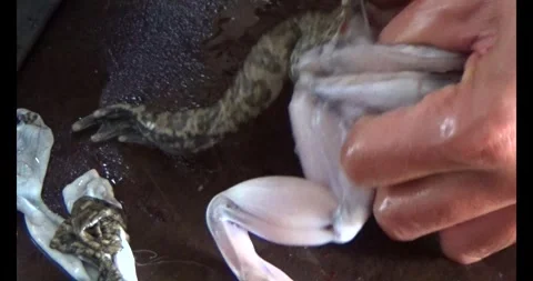 Frog meat to cook Stock Footage 293264884