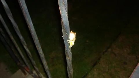 Frog on Metal Railing 库存照片