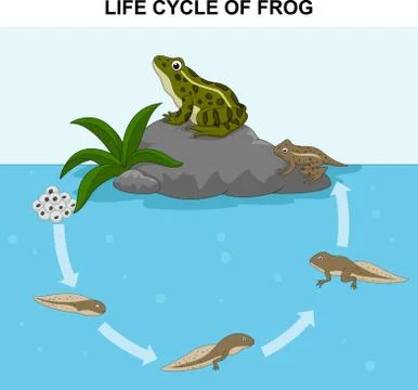 Frog metamorphosis Stockillustratie