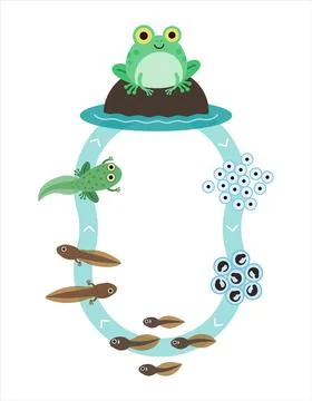 Frog Metamorphosis Stock Illustration