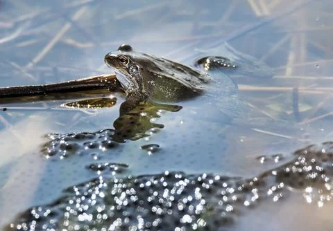 Frog in the middle of frog spawn Foto stock
