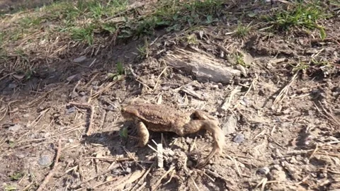 The frog migrates from the forest and meadows to the pond for reproduction Stock Footage 181998011