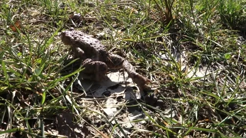 The frog migrates from the forest and meadows to the pond for reproduction Stock Footage 182012555