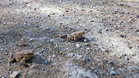The frog migrates from the forest and meadows to the pond for reproduction Stock Footage 182013799