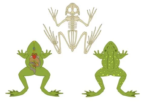 Frog morphology Stock Illustration