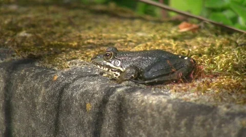 Frog on moss covered well (HD NTSC) Stock Footage 498563
