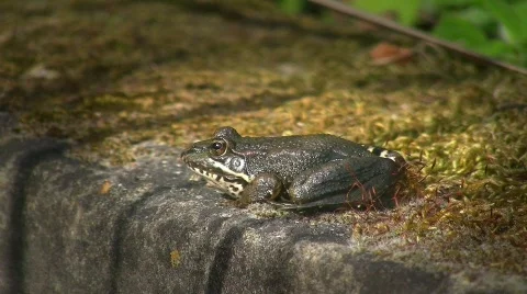 Frog on moss covered well (HD NTSC) Stock Footage 498916