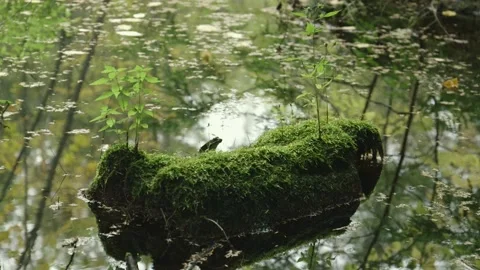Frog On Mossy Log 库存影片 139314840