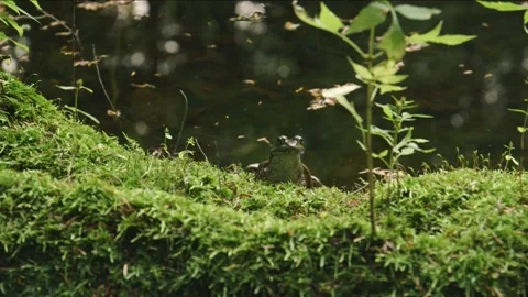 Frog In A Mossy Swamp 库存影片 139314759