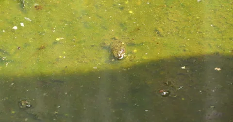 Frog in Mossy water Stock Footage 290163547