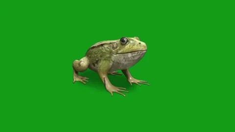 Frog motion graphics with green screen background Stock Footage 133868607