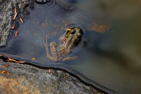 Frog in a Mountain Pond Foto stock