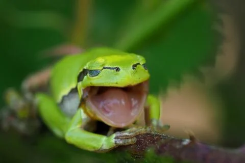 Frog with mouth open Stock Photos