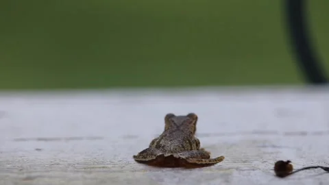 Frog Moving and Sitting Still Stock Footage 206479428