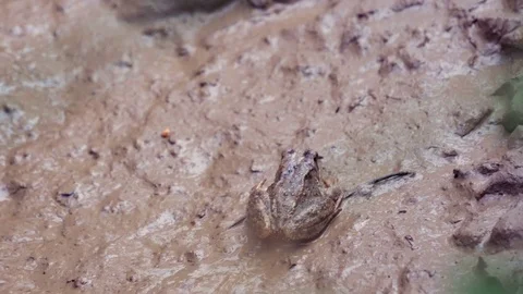 Frog in the mud 库存影片 80439226
