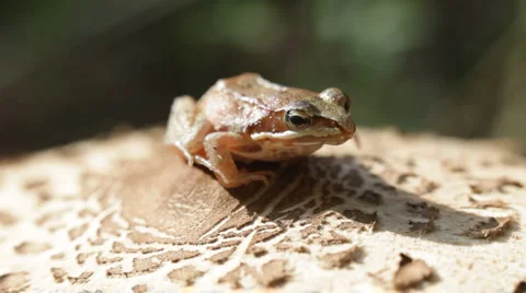 Frog, mushroom Stock Footage 880800
