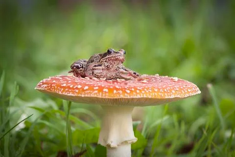 Frog on mushroom Stock Photos