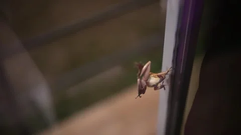 Frog on my window Stock Footage 300813256