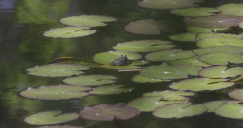 Frog in the natural environment, 4K slomo Stock Footage 244332898