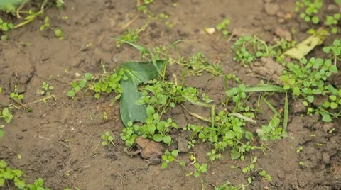 Frog in Nature 스톡 동영상 9605648