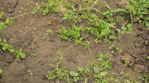 Frog in Nature Stock Footage 9613312